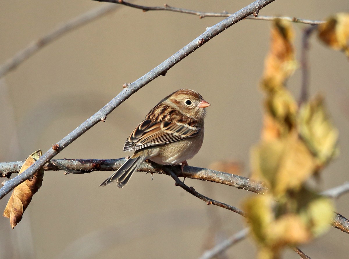 Field Sparrow - ML75518991