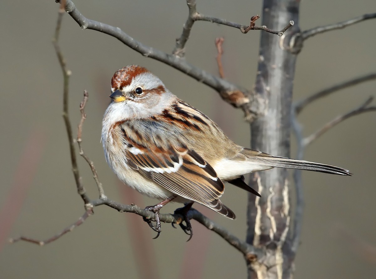 American Tree Sparrow - ML75519041