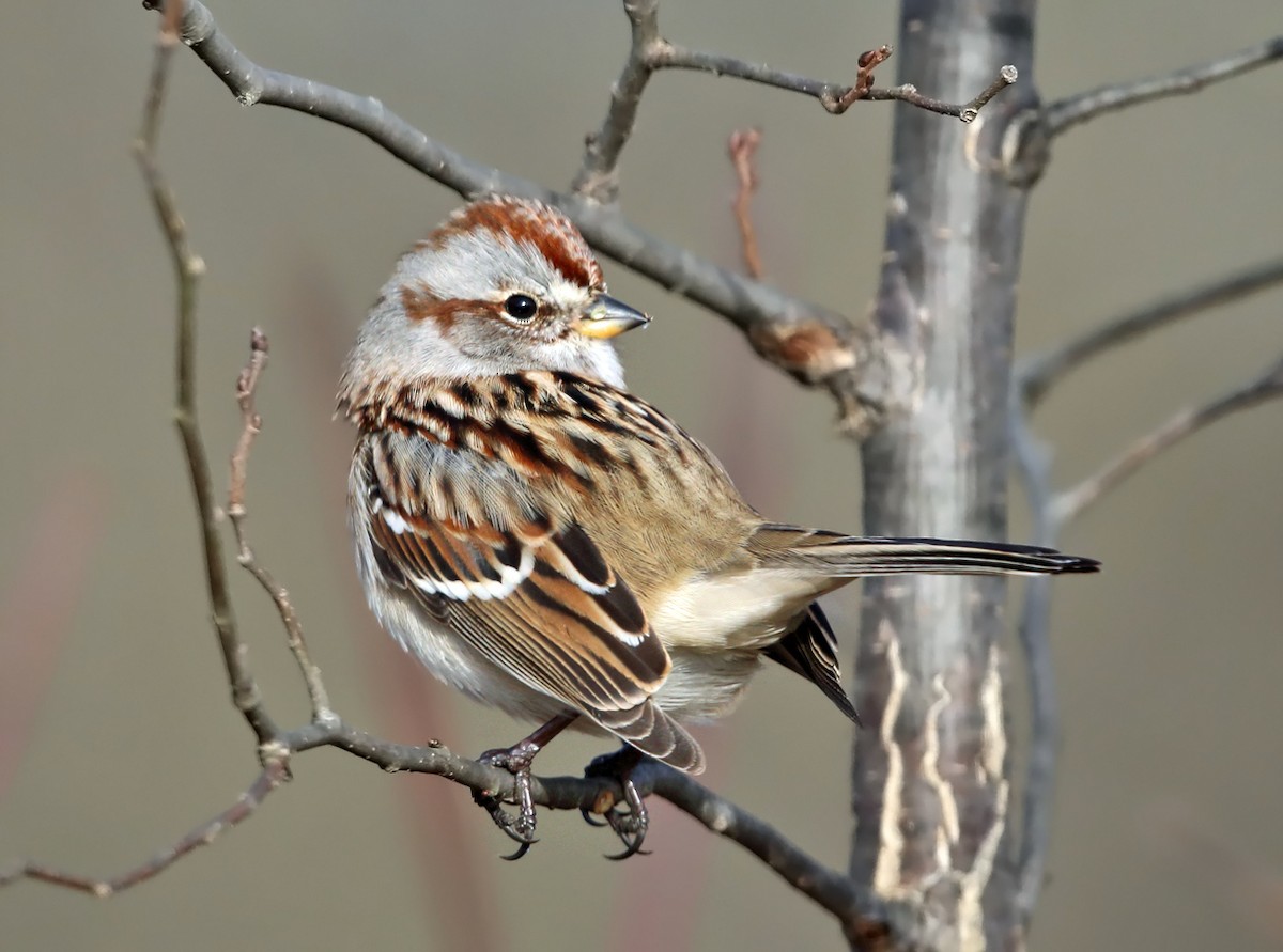 American Tree Sparrow - ML75519061