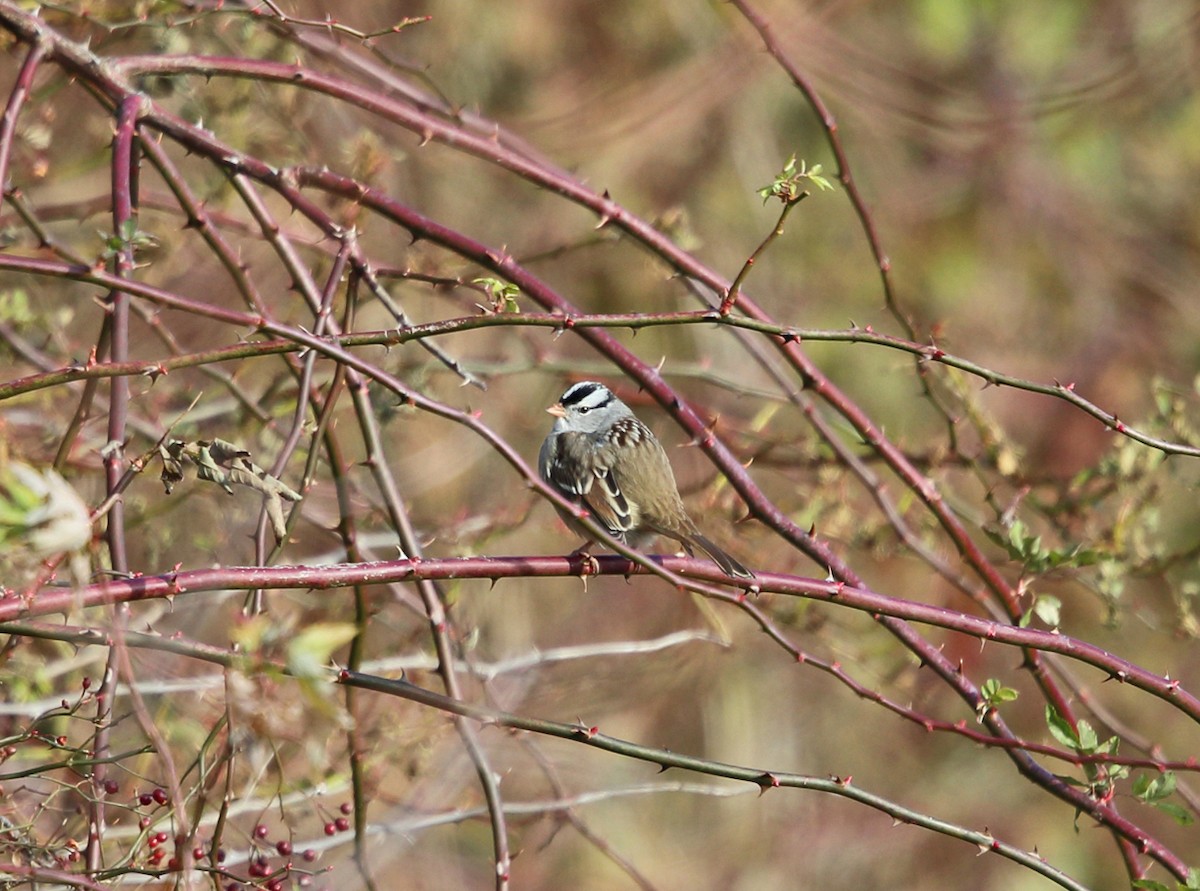 White-crowned Sparrow - ML75519141