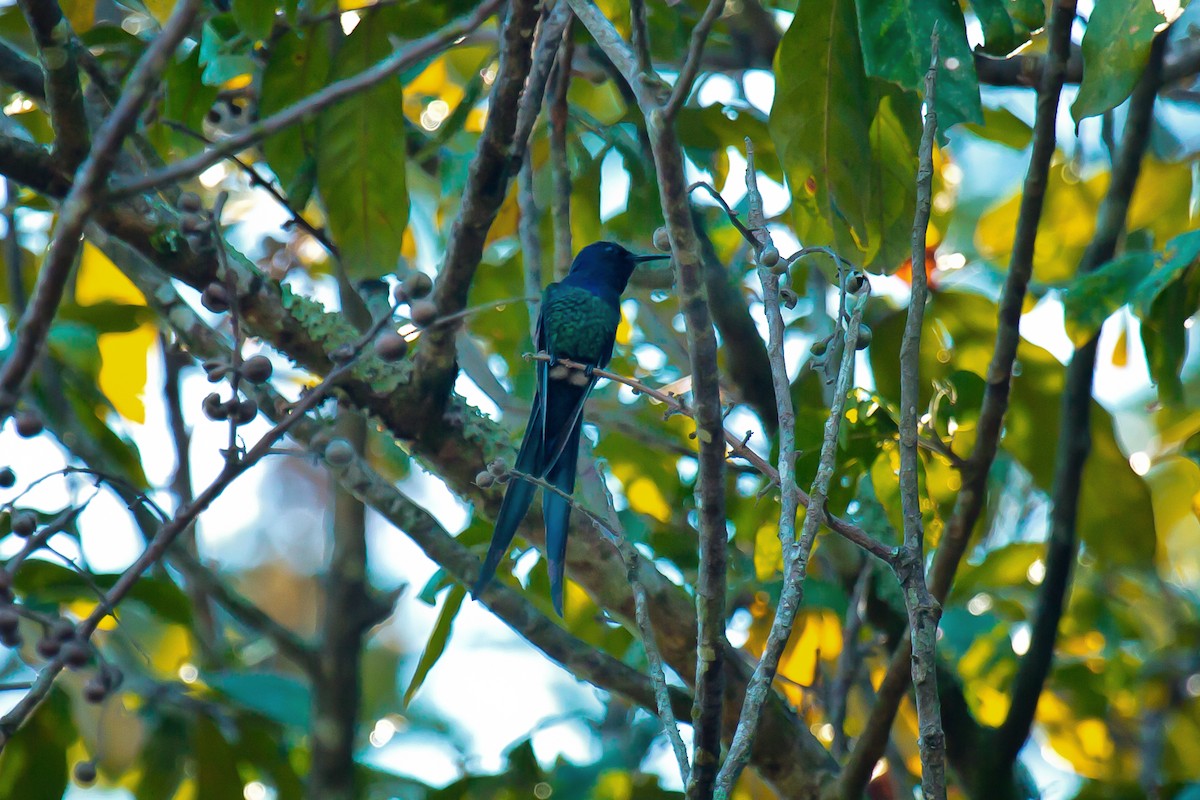 Swallow-tailed Hummingbird - ML75519231