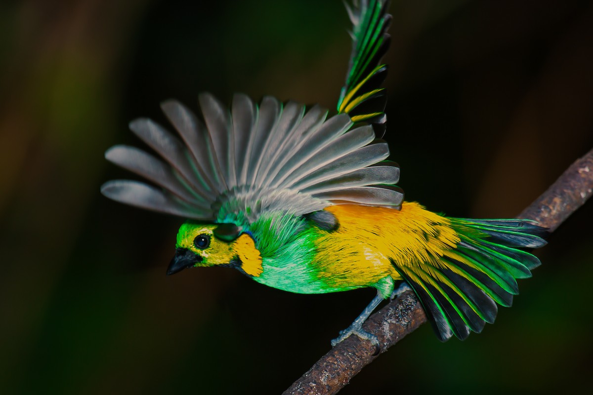 Green-headed Tanager - ML75519441