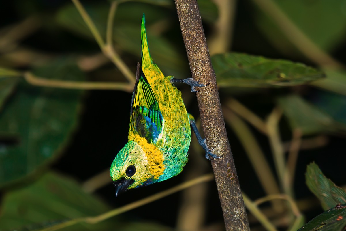 Green-headed Tanager - ML75519461