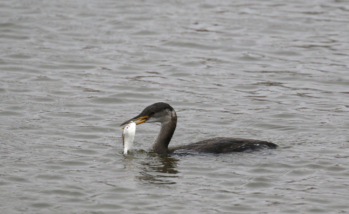 Red-necked Grebe - ML75520041