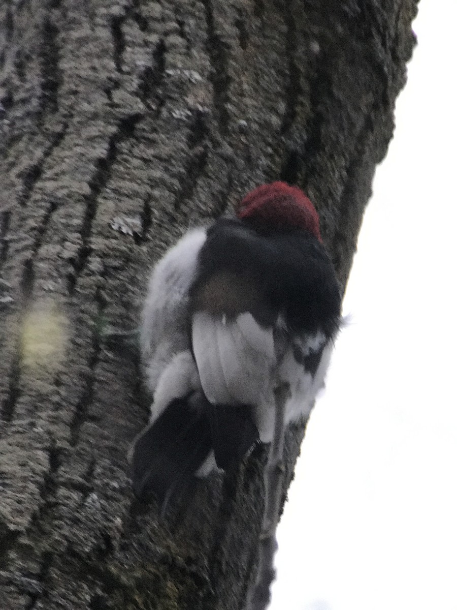 Red-headed Woodpecker - Stephen Bruneau