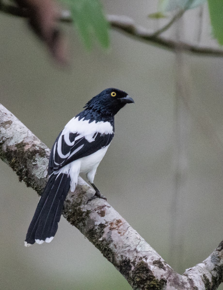 Magpie Tanager - ML75524721