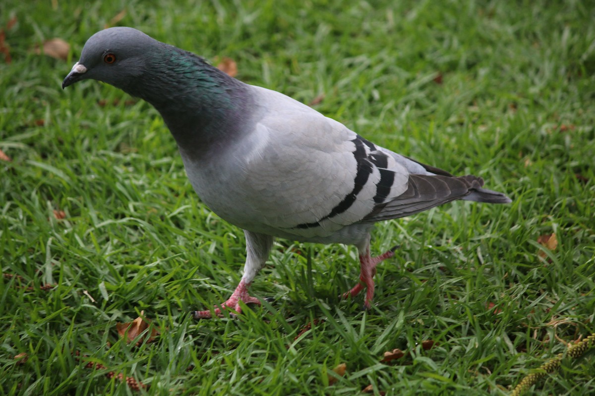 Rock Pigeon (Feral Pigeon) - Dan Fox