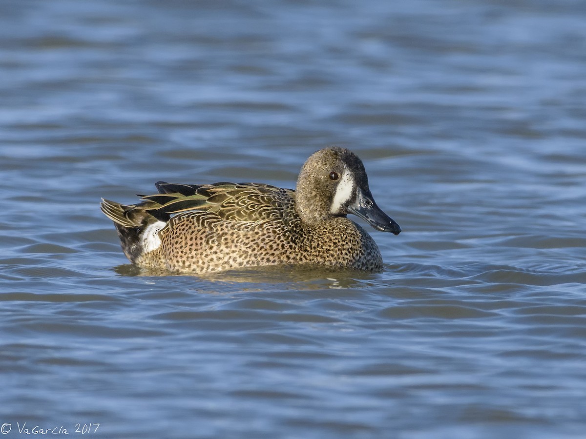 Blue-winged Teal - ML75527981