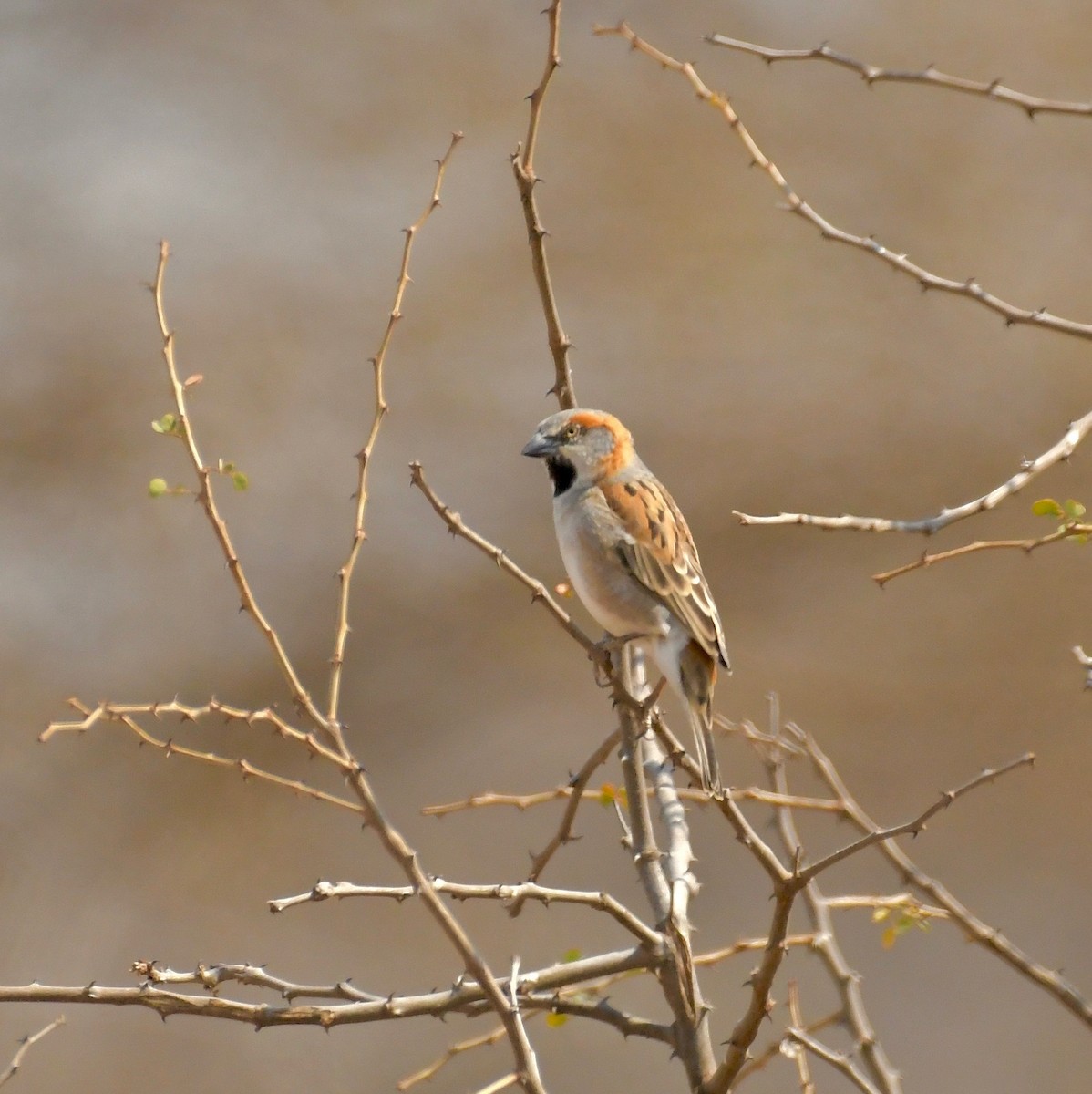 Kenya Rufous Sparrow - ML75528241