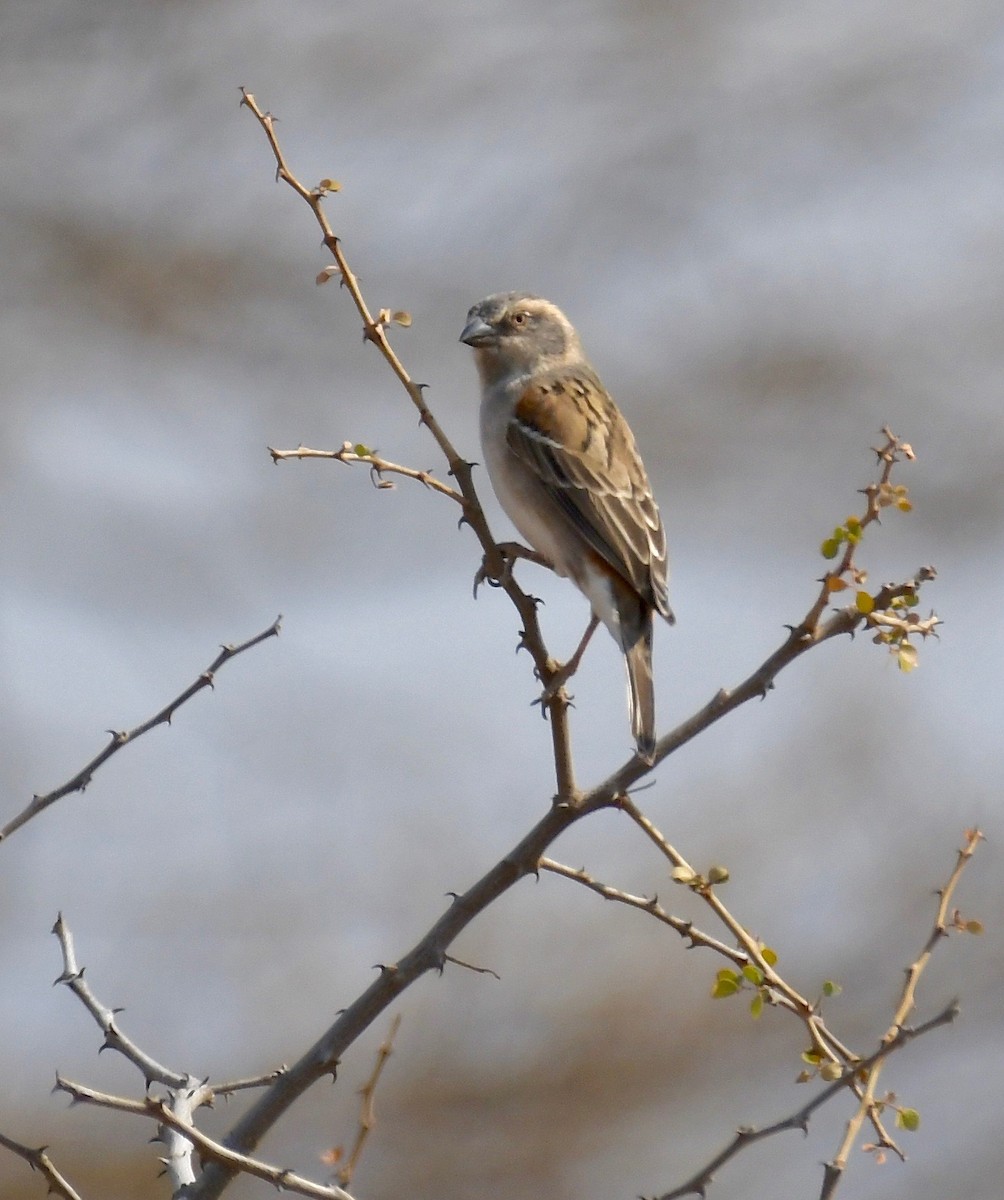 Kenya Rufous Sparrow - Theresa Bucher