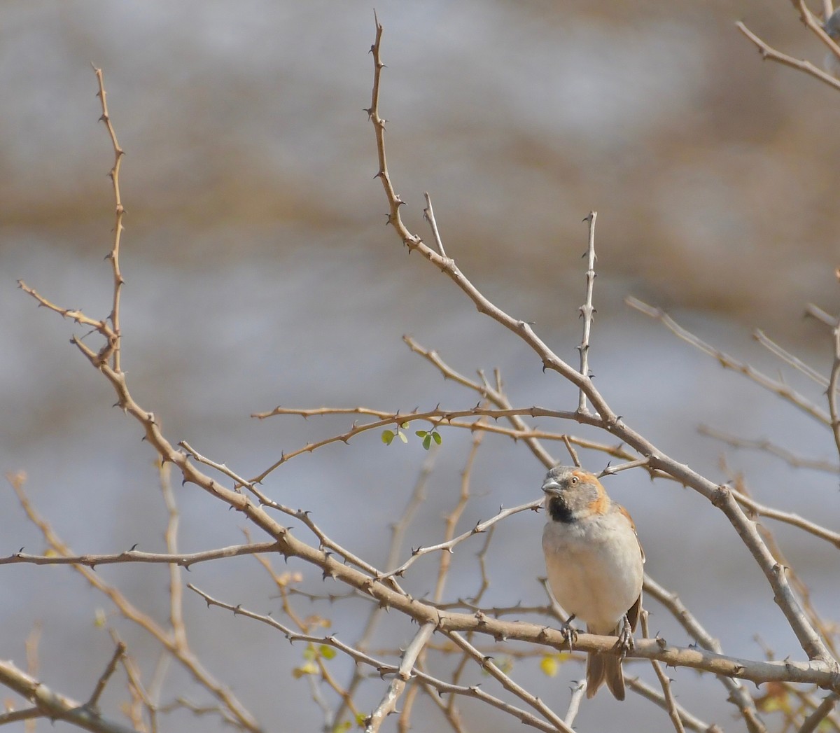 Kenya Rufous Sparrow - ML75529191