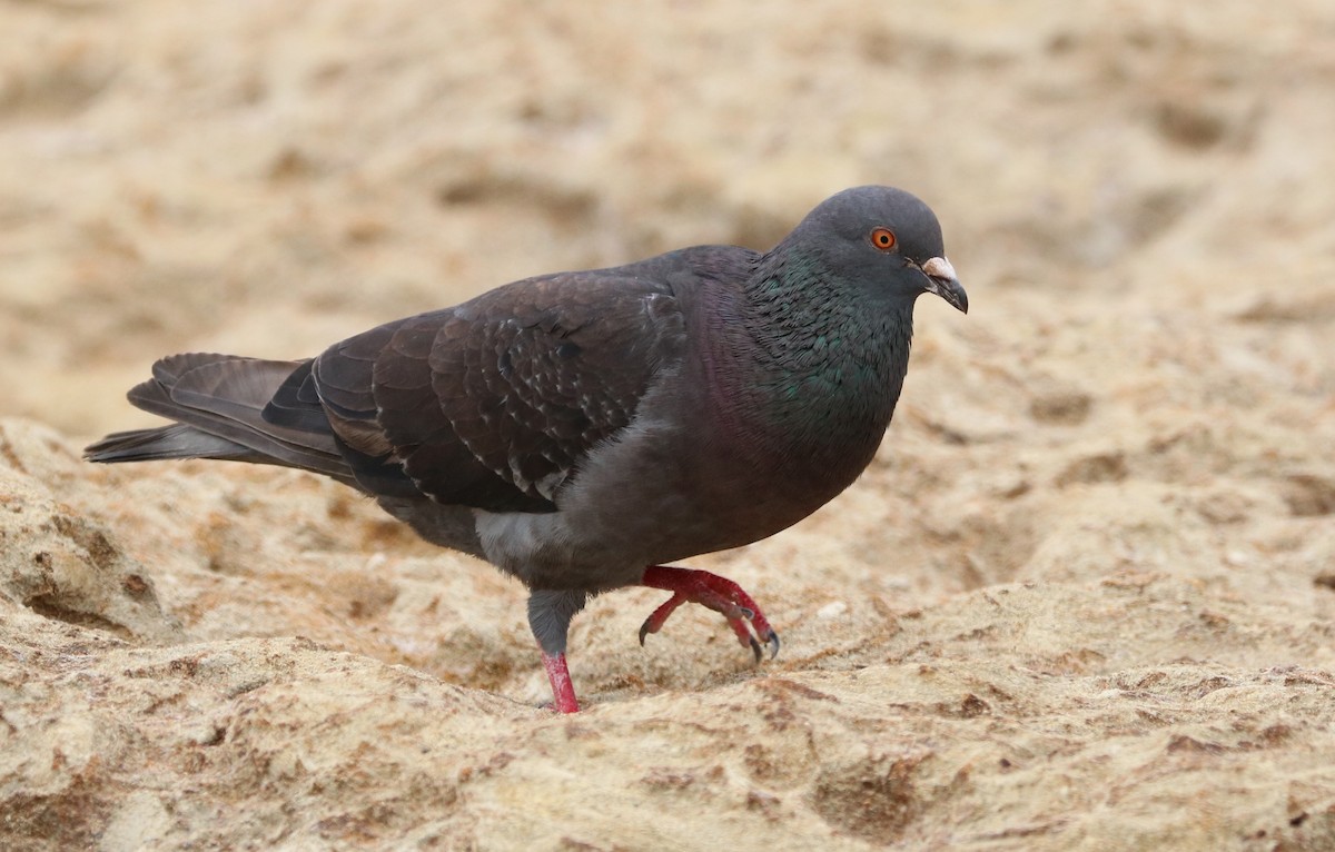 Rock Pigeon (Feral Pigeon) - Oscar Wilhelmy