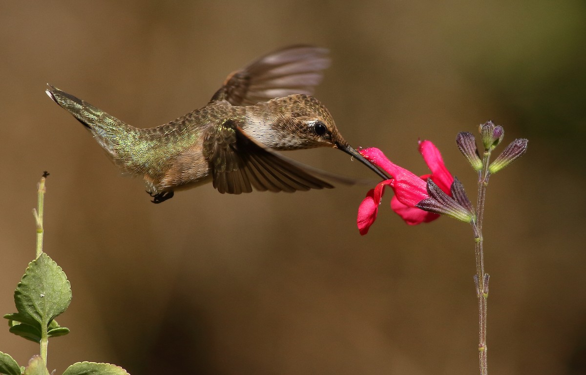 Black-chinned Hummingbird - Andrew Johnson