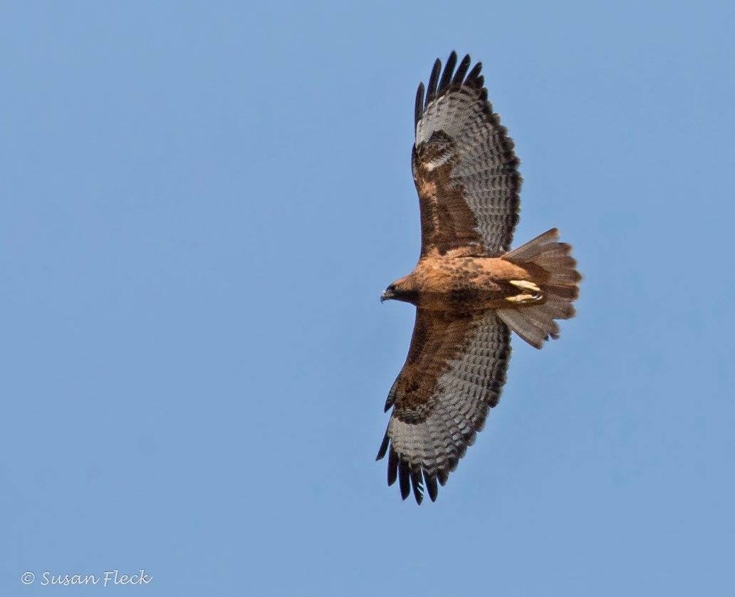 Red-tailed Hawk (calurus/alascensis) - Kisa Weeman