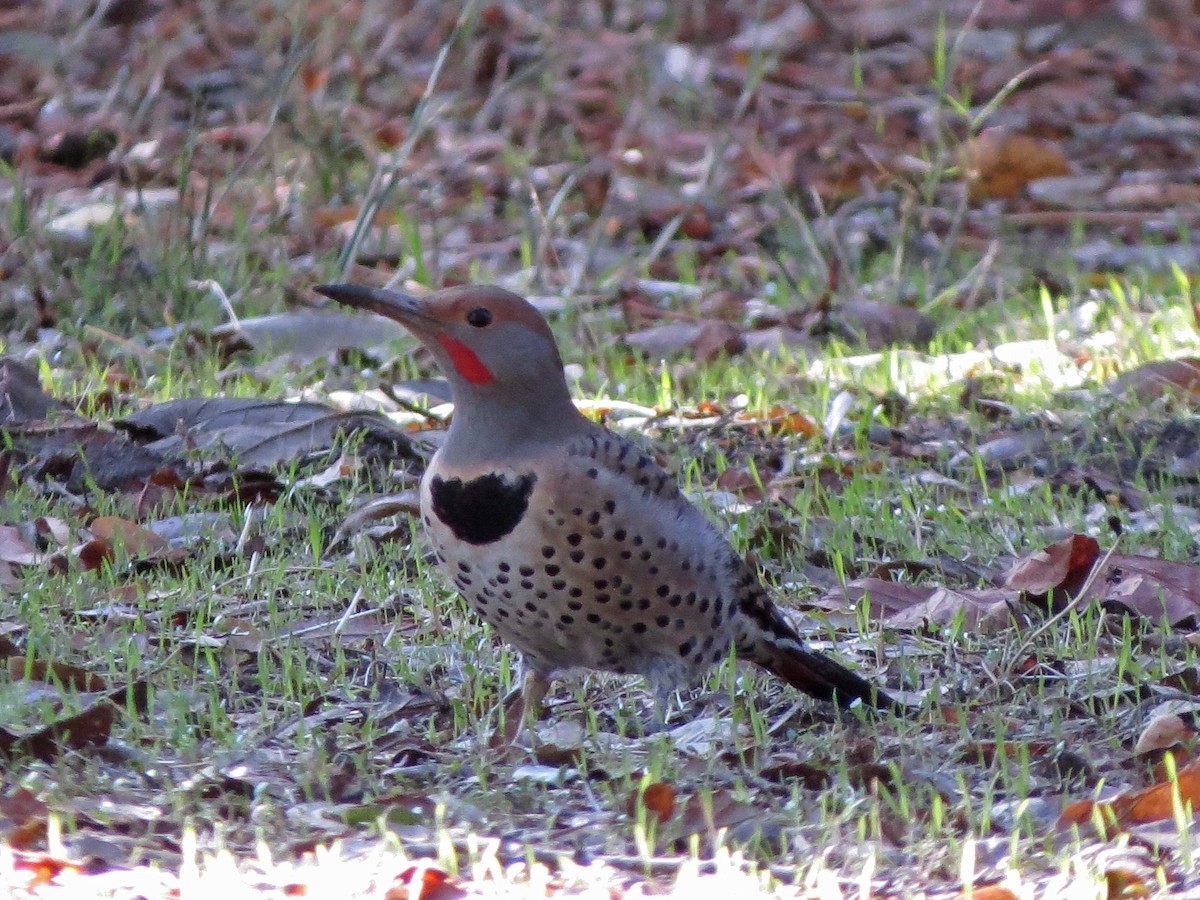 Northern Flicker (Red-shafted) - Tom Edell