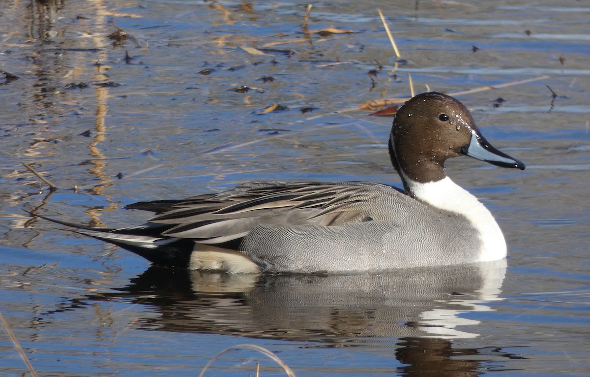 Northern Pintail - Christopher Rustay