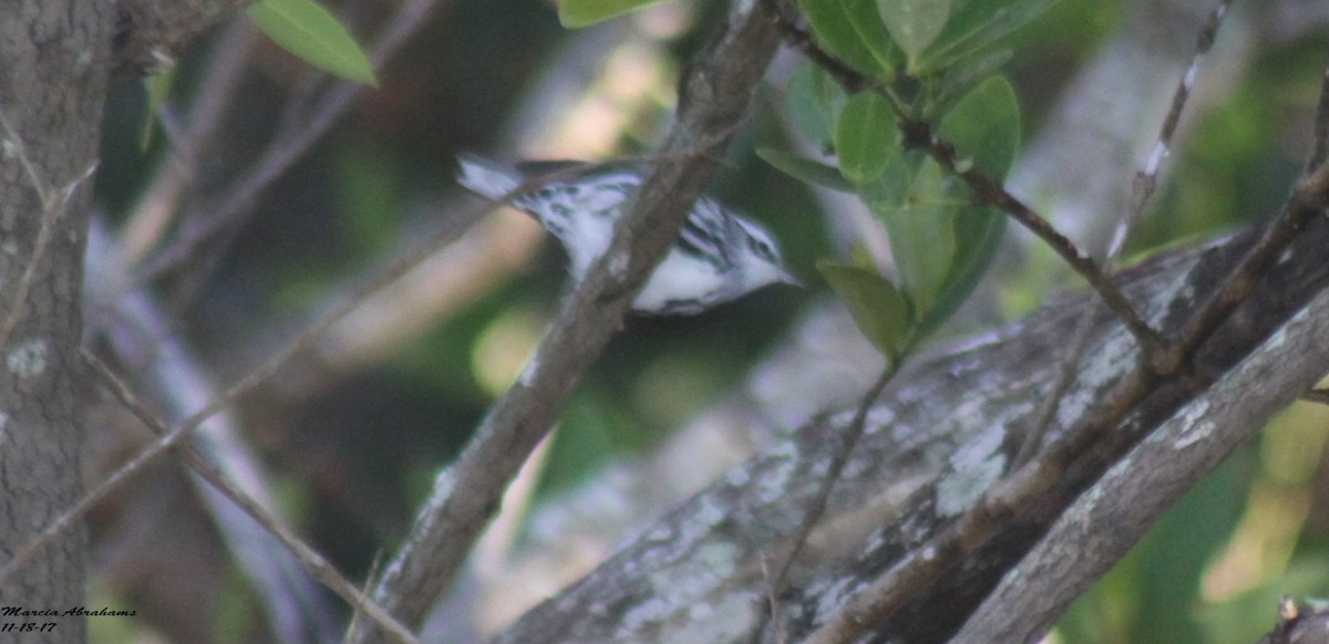 Black-and-white Warbler - MA 2