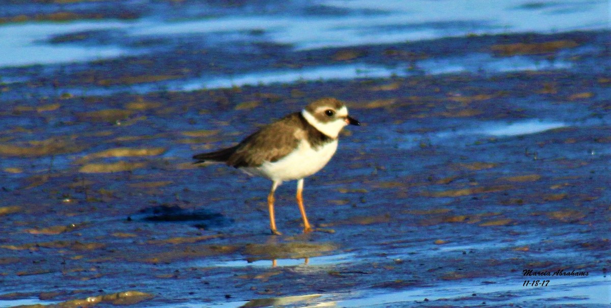 Semipalmated Plover - ML75534301