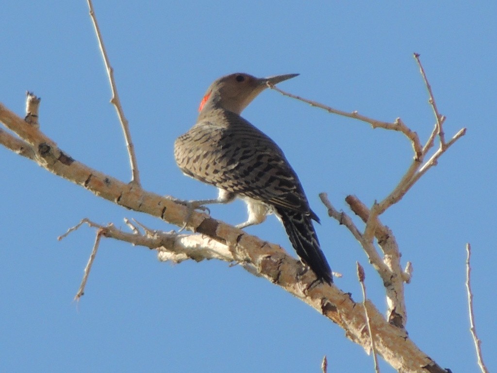 Northern Flicker (Yellow-shafted) - ML75536691