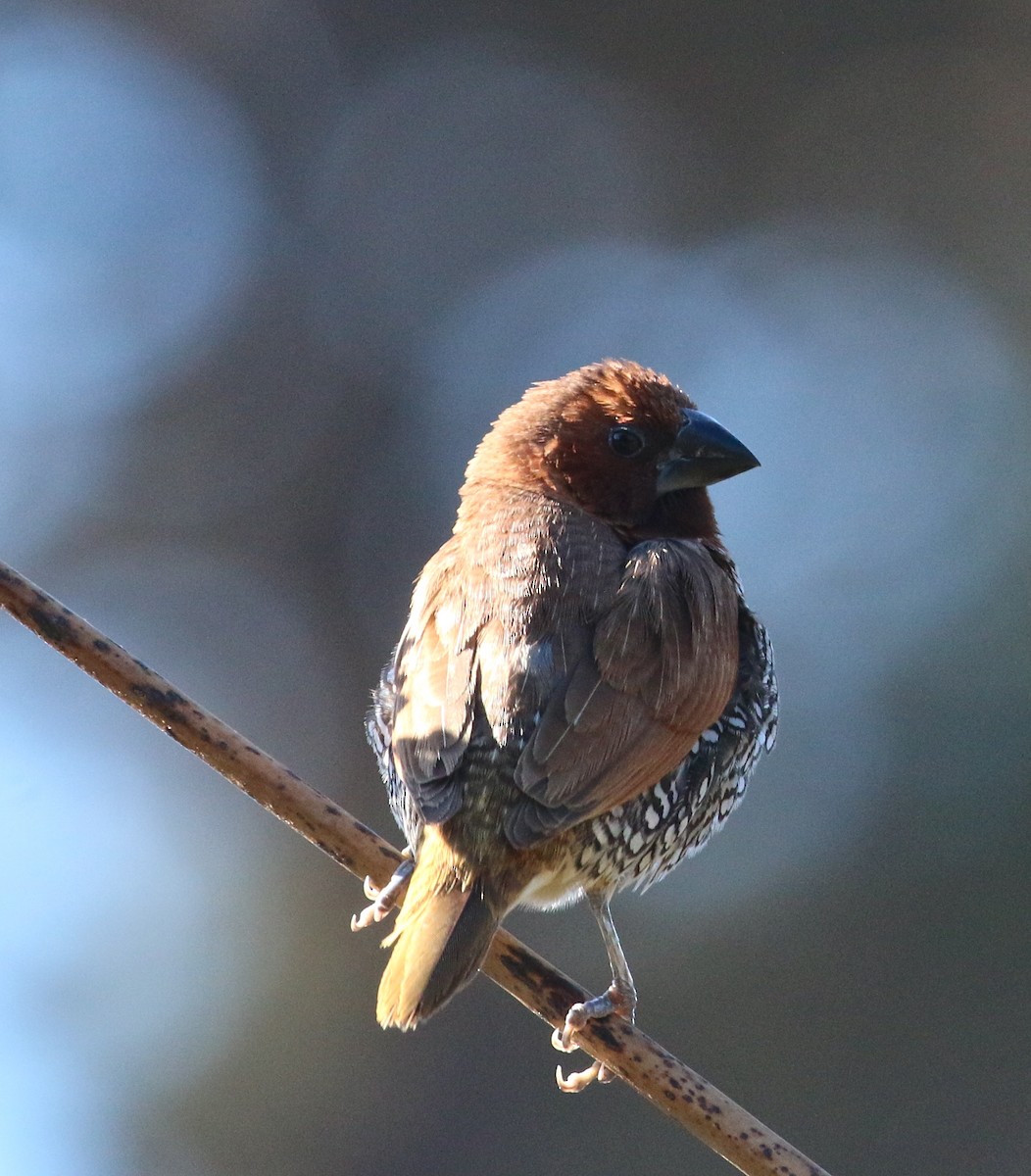 Scaly-breasted Munia - Pair of Wing-Nuts