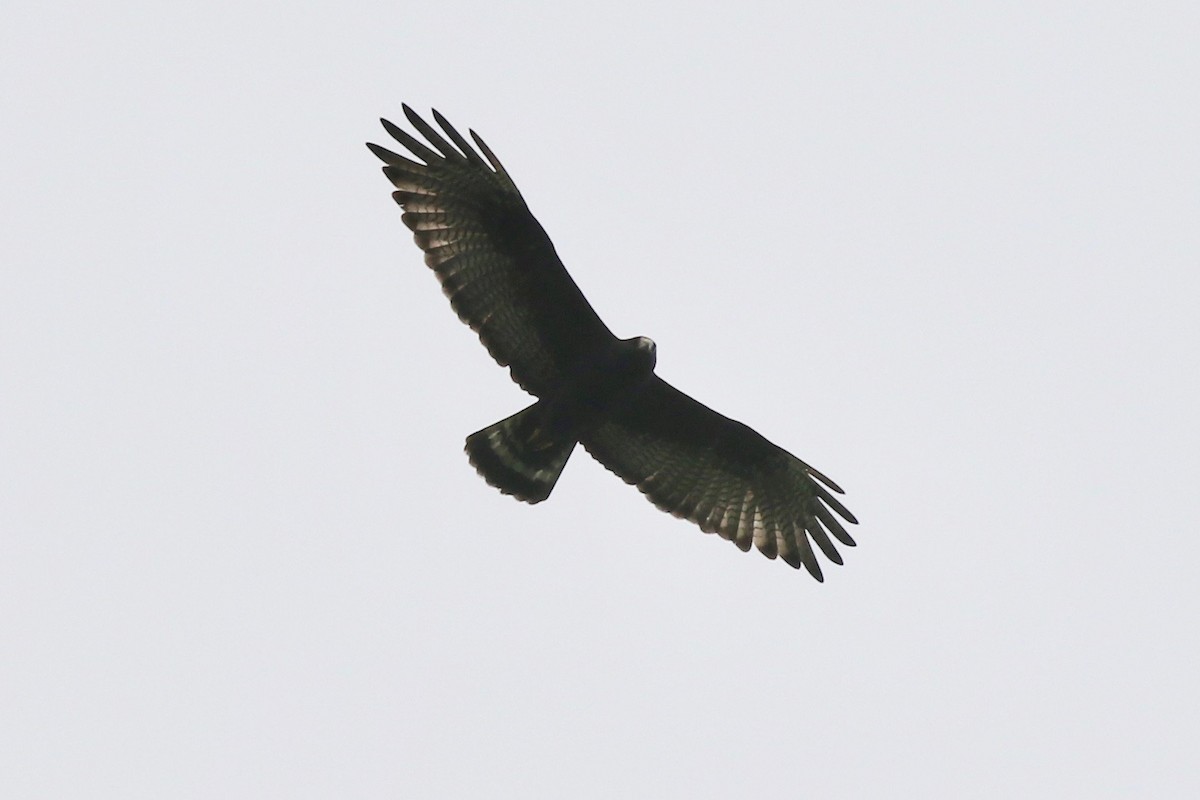 Zone-tailed Hawk - ML75540621