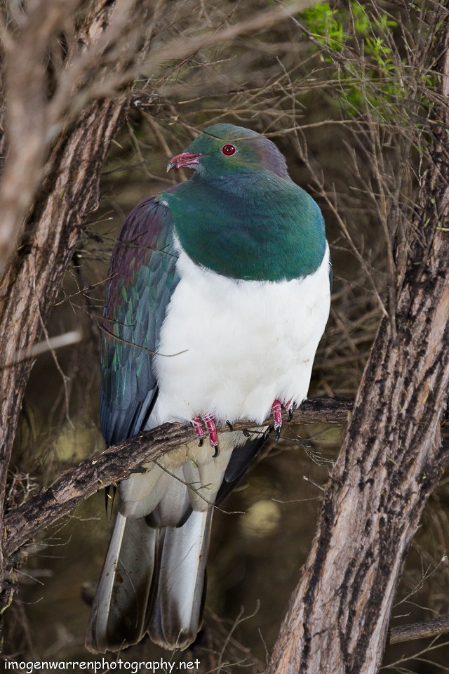 New Zealand Pigeon - ML75542421