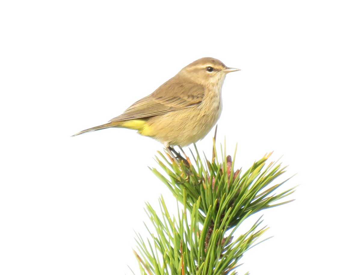 Palm Warbler - Jay Withgott
