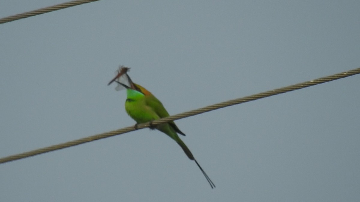 Asian Green Bee-eater - meher preetham