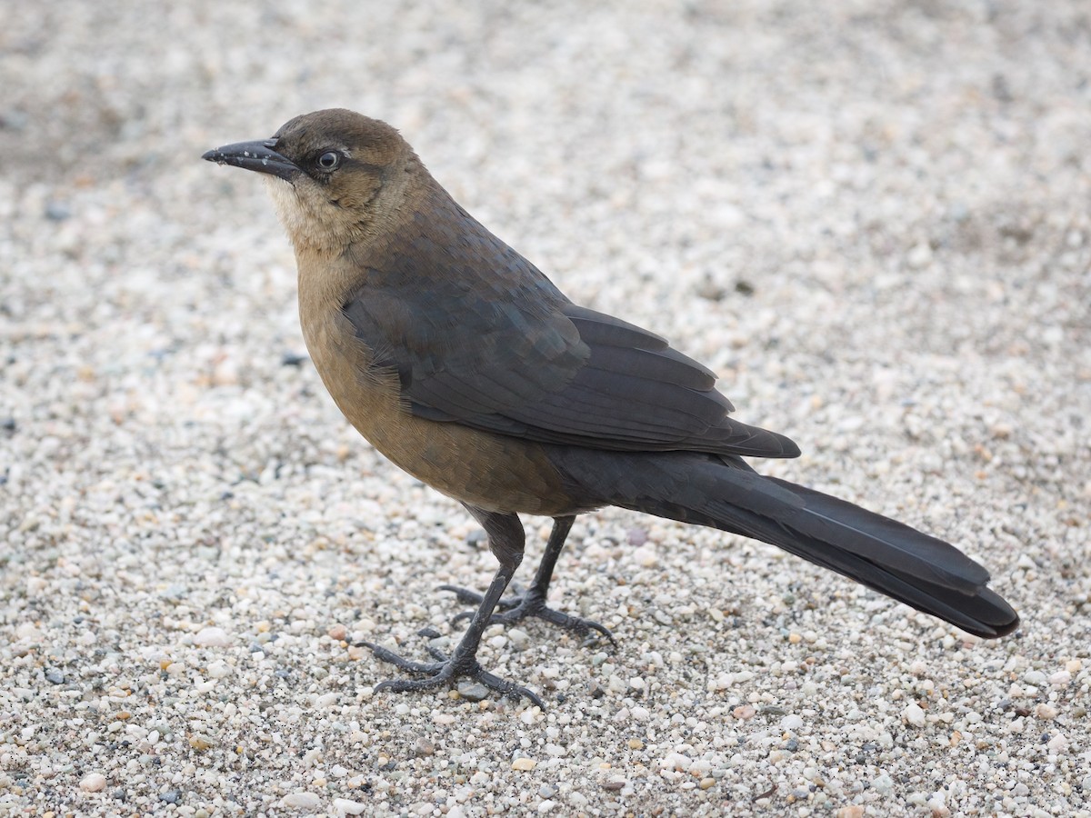 Great-tailed Grackle - ML75547391