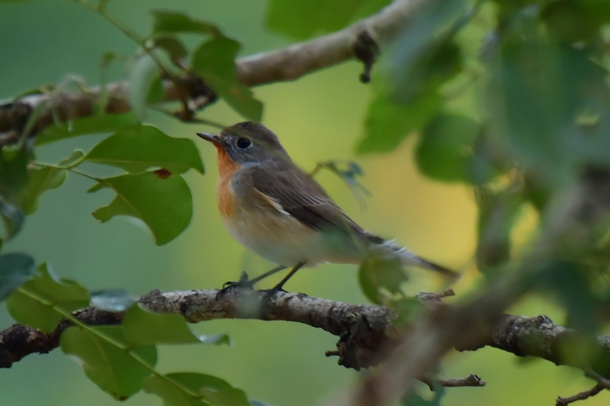 Red-breasted Flycatcher - ML75547911