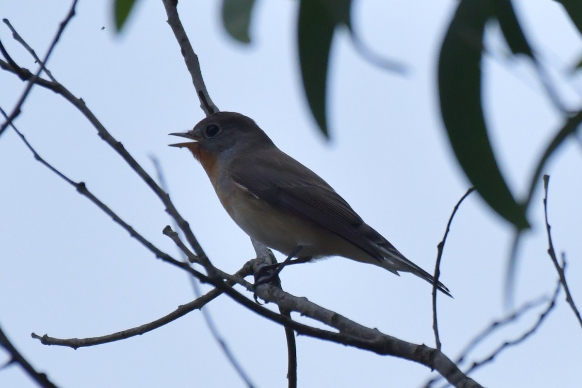 Red-breasted Flycatcher - ML75547951