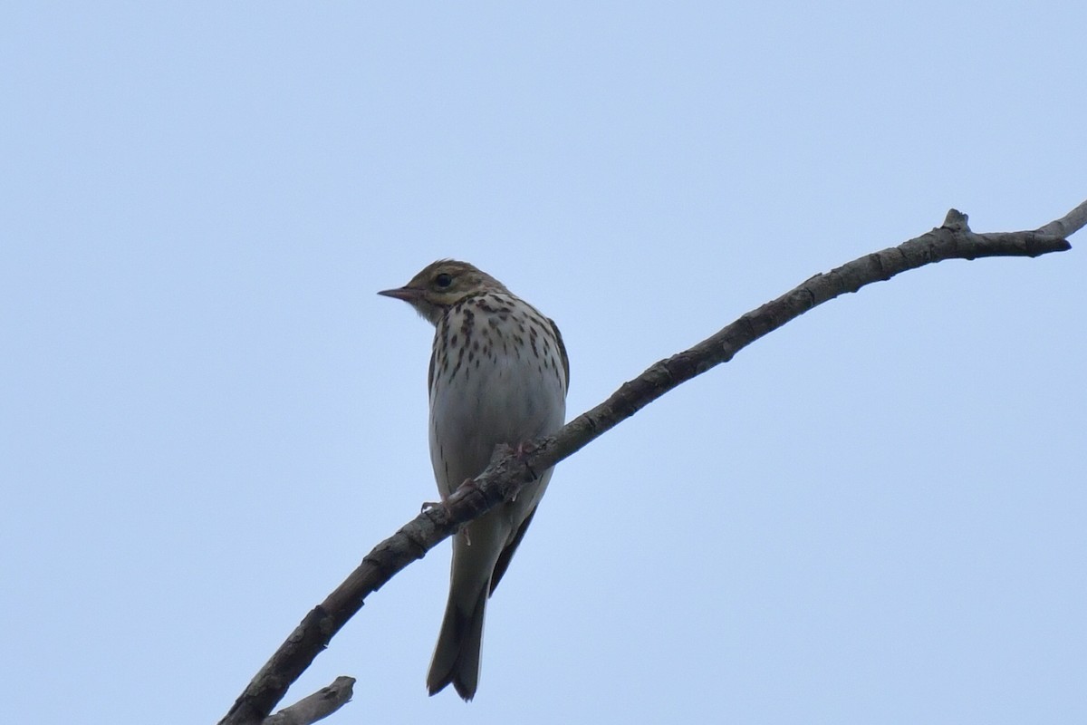 Olive-backed Pipit - ML75548141