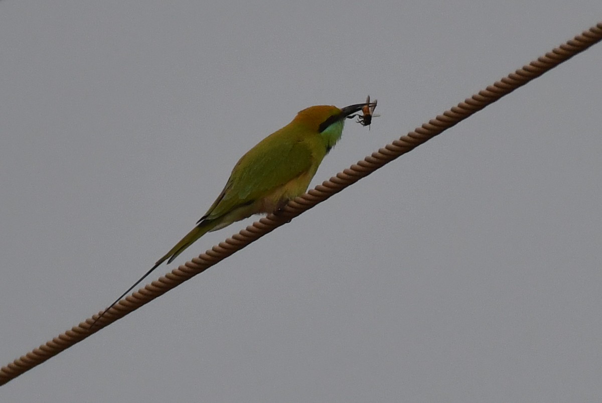 Asian Green Bee-eater - ML75548251