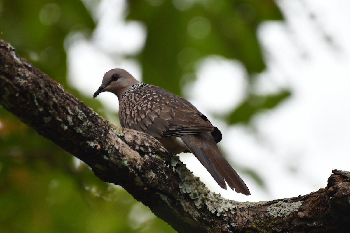 Spotted Dove - ML75548471