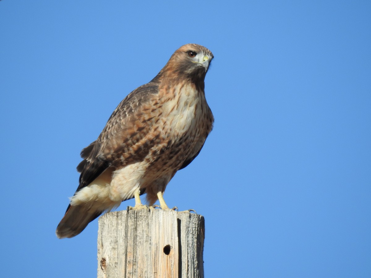 Red-tailed Hawk - ML75549021