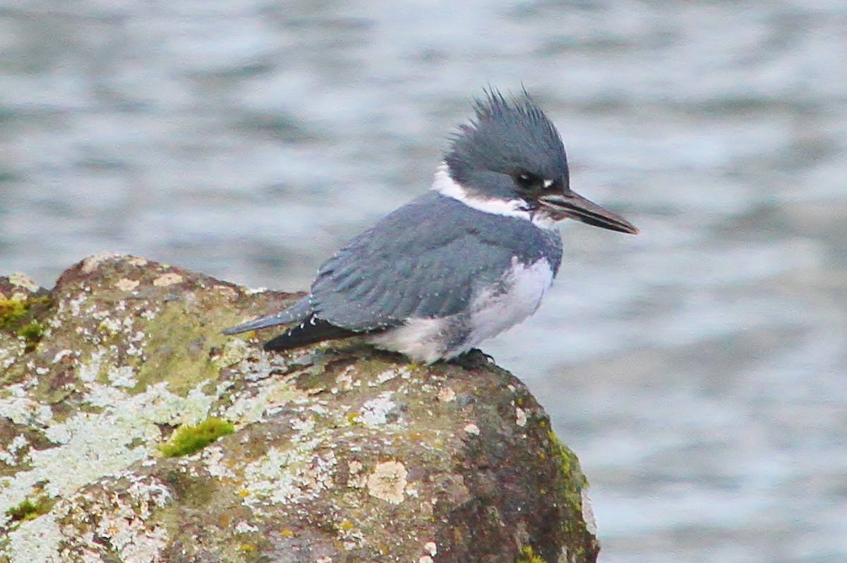 Belted Kingfisher - ML75551801