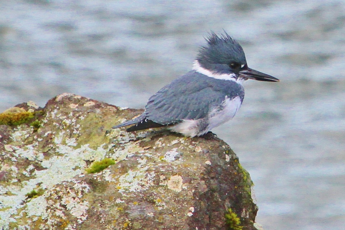 Belted Kingfisher - ML75551811