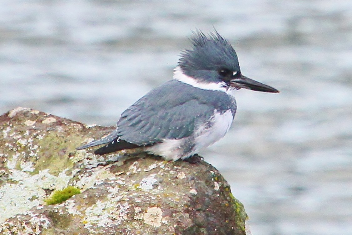 Belted Kingfisher - ML75551821