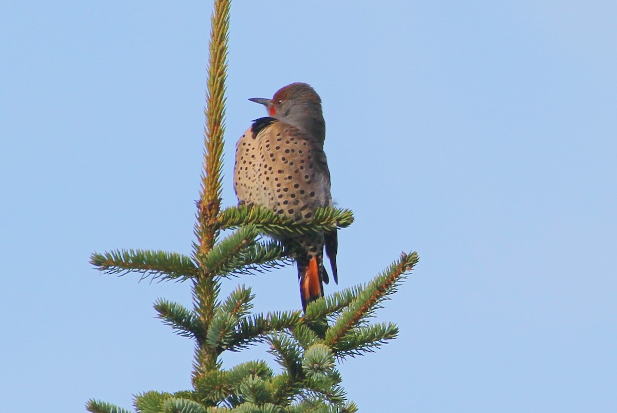 Northern Flicker (Red-shafted) - ML75551981