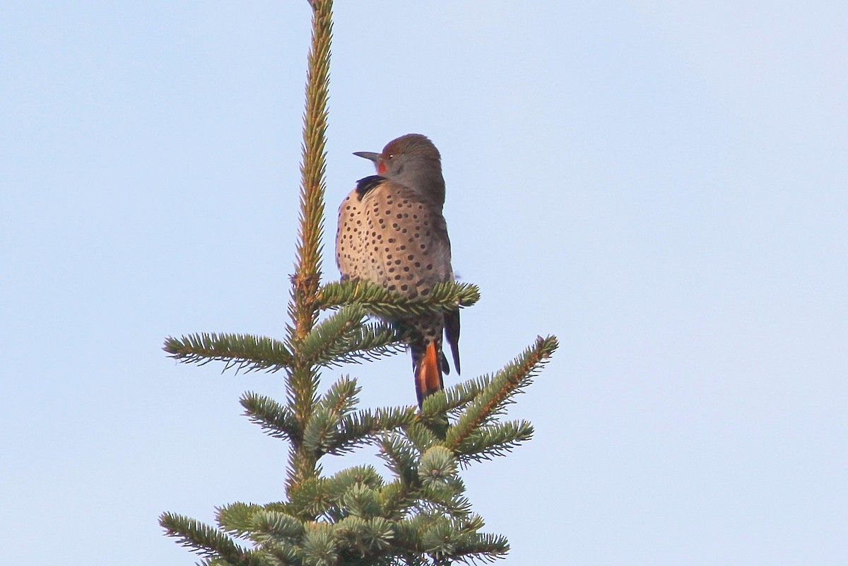 Northern Flicker (Red-shafted) - ML75551991