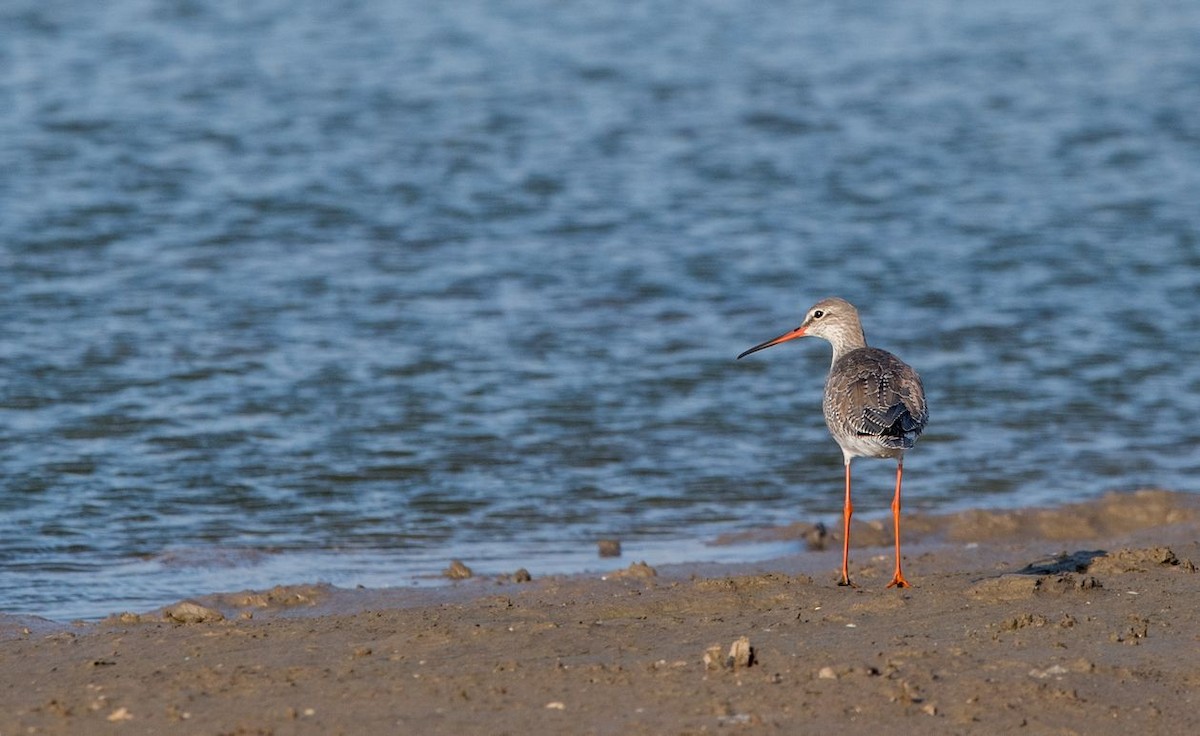 Spotted Redshank - ML75552641