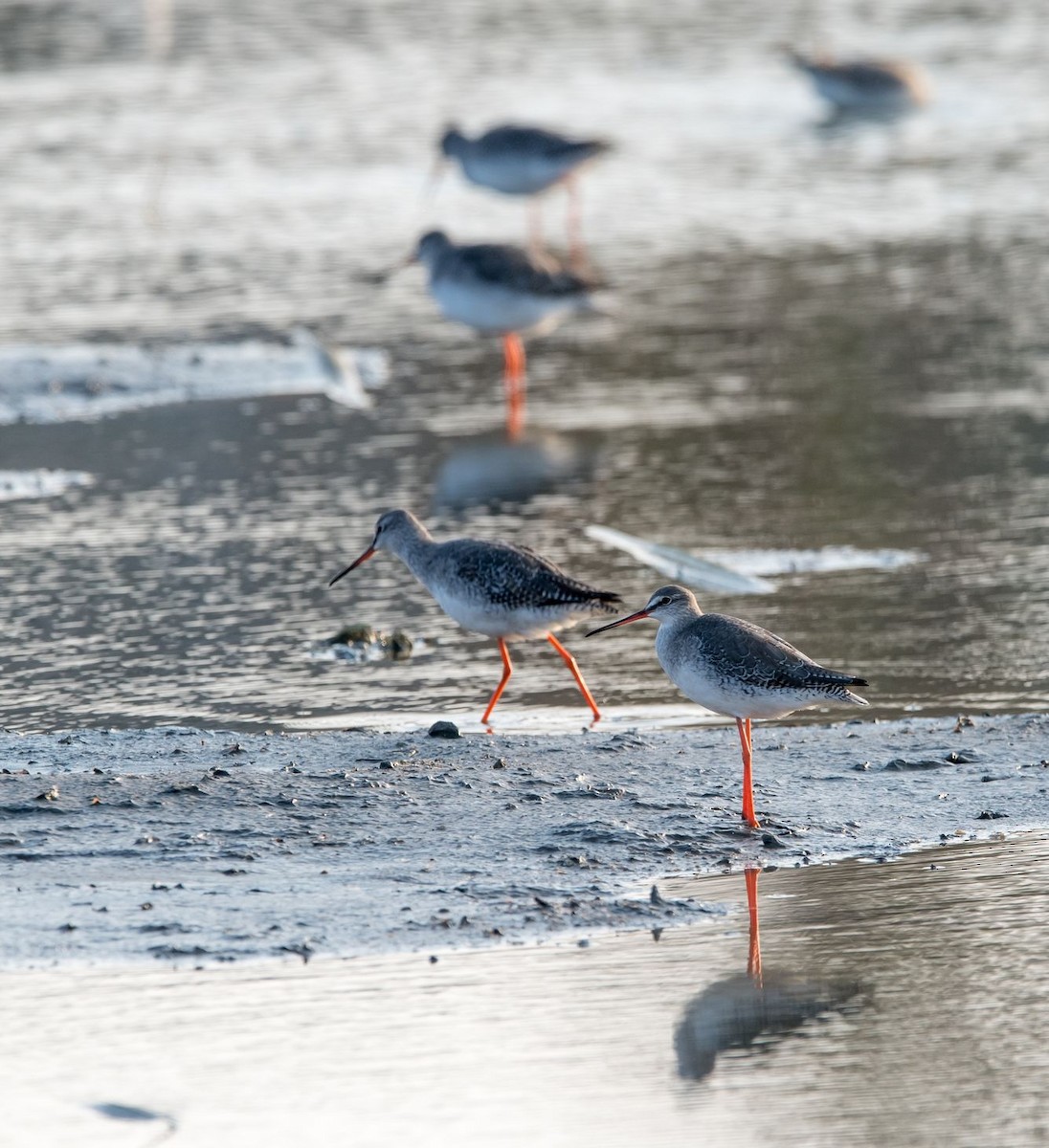 Spotted Redshank - ML75552661