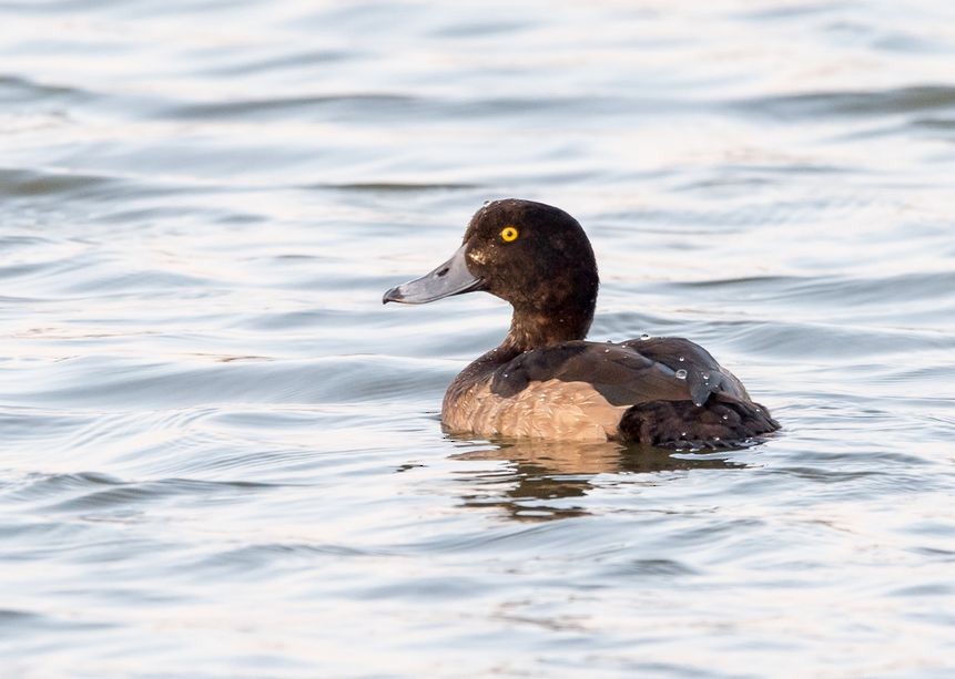 Tufted Duck - ML75552861