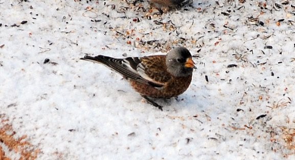 Gray-crowned Rosy-Finch - Edward Donnan