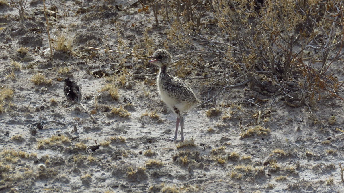 Double-banded Courser - ML75553341