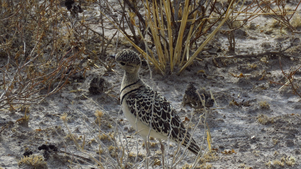 Double-banded Courser - ML75553351