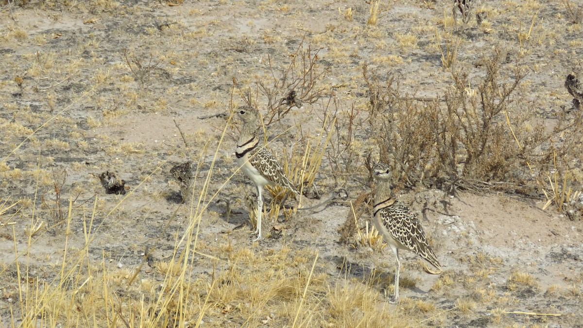 Double-banded Courser - ML75553361