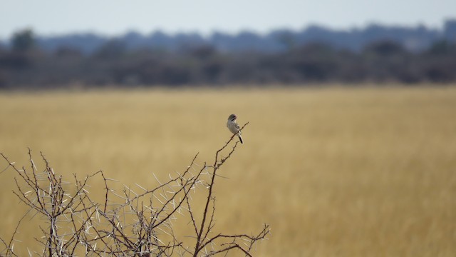 Typical habitat: Ghanzi,&nbsp;Botswana. - Scaly Weaver - 