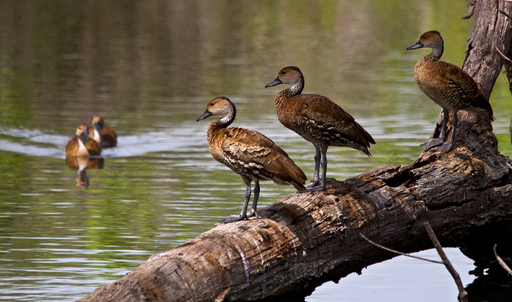 West Indian Whistling-Duck - ML75555231