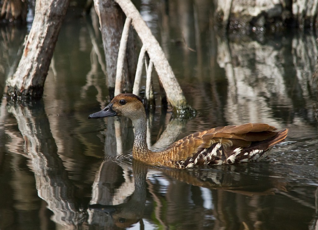 West Indian Whistling-Duck - ML75555241